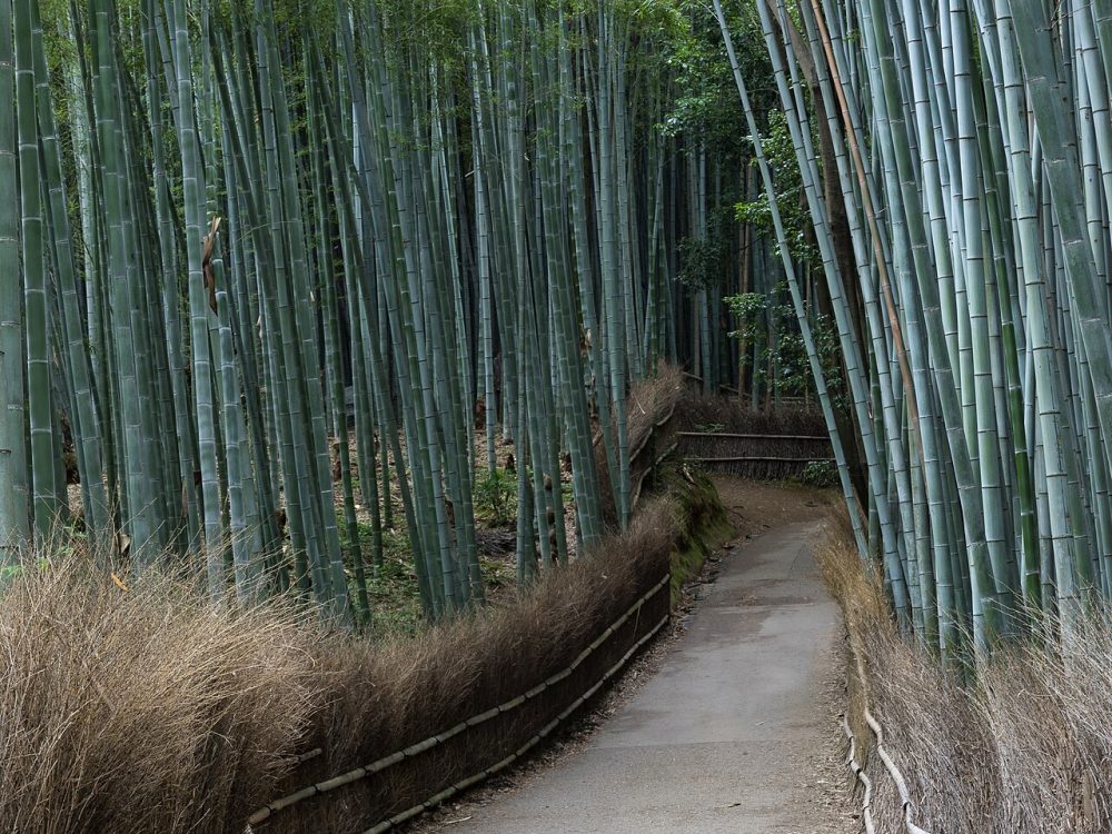 Deep in the Arashiyama grove