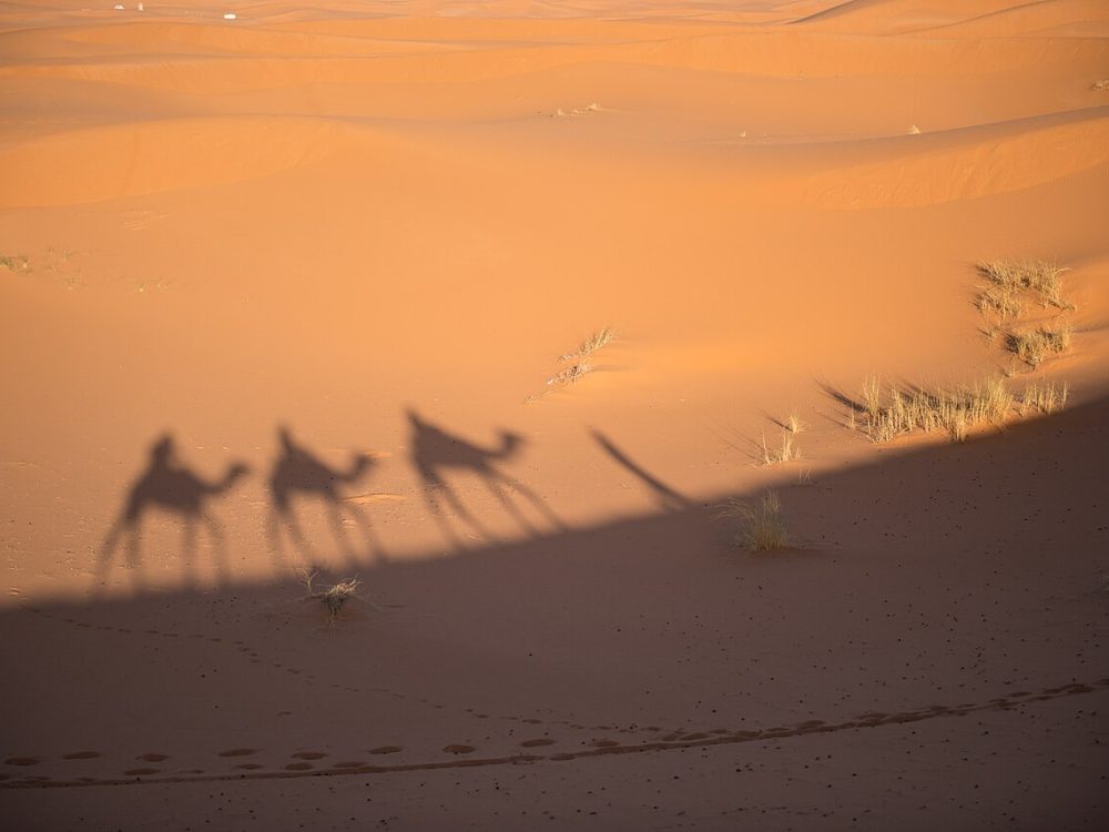 A Berber cameleer at sunset