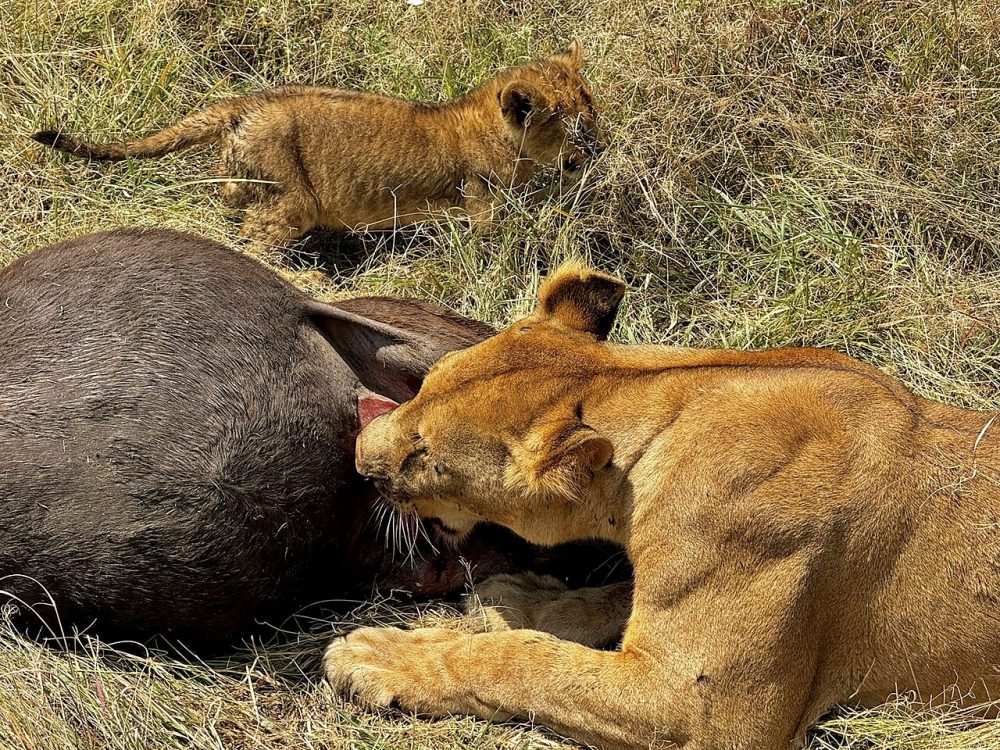 A Serengeti male, holding territory